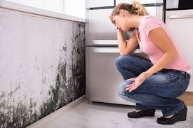 Best Real Estate Mold Inspection  in Beachwood, NJ